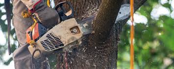 Best Tree Risk Assessment  in Cross Mountain, TX