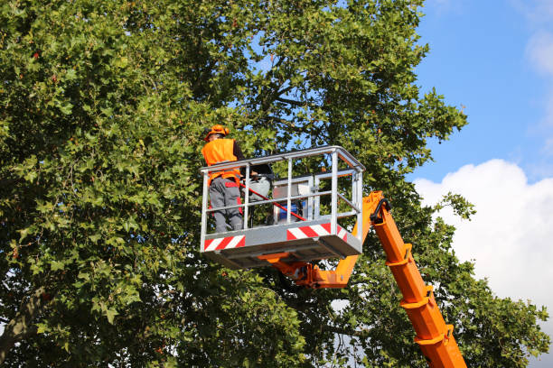 Best Tree Removal  in Cross Mountain, TX