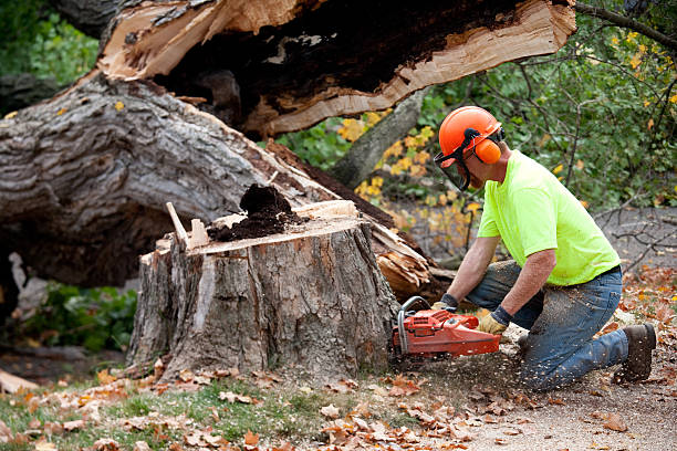 Best Tree Mulching  in Cross Mountain, TX