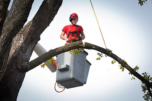 Professional Tree Services in Cross Mountain, TX